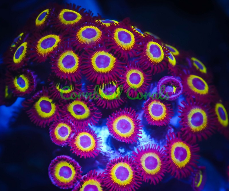 Cornbred's Mind Eraser Zoas - 1 POLYP - Frag - LIVE CORAL