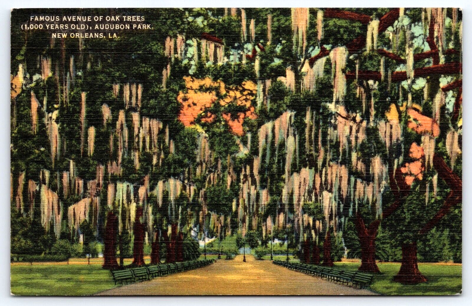VINTAGE OLD ANTIQUE POSTCARD OAK TREES AUDUBON PARK NEW ORLEANS LOUISIANA USA
