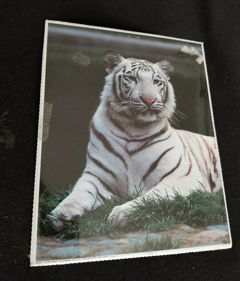 Impresión de tigre blanco por el fotógrafo Ron Kimball: Summit Art Company: 8" x 10"  Foto 2 de 4