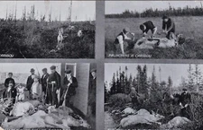 Newfoundland 1921 Multi View PPC uf Catibou Hunting Written But Nor Mailed