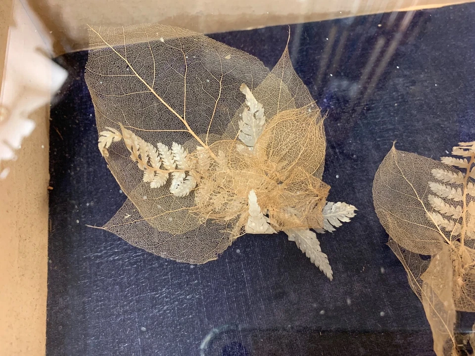 CAJA SOMBRA ARTE HOJA ESQUELETO VINTAGE Foto 4 de 4