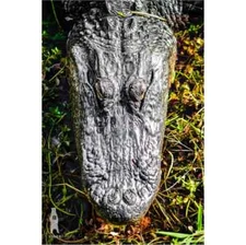 Alligator Photography Prints - Wildlife Fine Art - Sothern Animal Décor