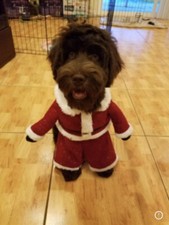 Dog Christmas Outfit/costume, Adorable, size medium. worn once. Great Condition