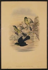 J. Gould & W.Hart Hand Colored Lithograph  Print Urocharis Lowgicauda