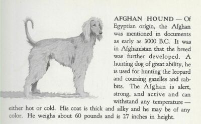 Afghan Hound - 1940 Vintage Dog Art Print - Matted 