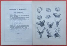 Rozwój poroża jelenia jelenia polowanie drzeworyt z 1897 roku