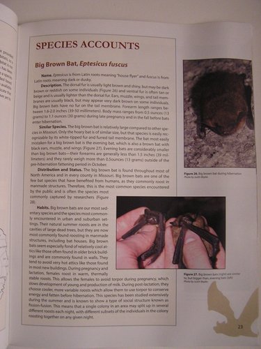 BATS OF MISSOURI biology, migration, habitats, benefits, conservation, maps - Picture 3 of 5