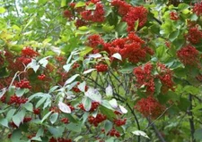 Viburnum setigerum TEA VIBURNUM SHRUB Seeds!
