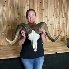 GIANT  DALL Sheep ram reproduction Horns Antler Deer Antlers Taxidermy