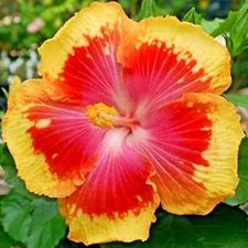 🌺🌺 MADAGASCAR hibiscus MOSCHEUTOS mallow Malvaceae STARTER Live PLANT US ship