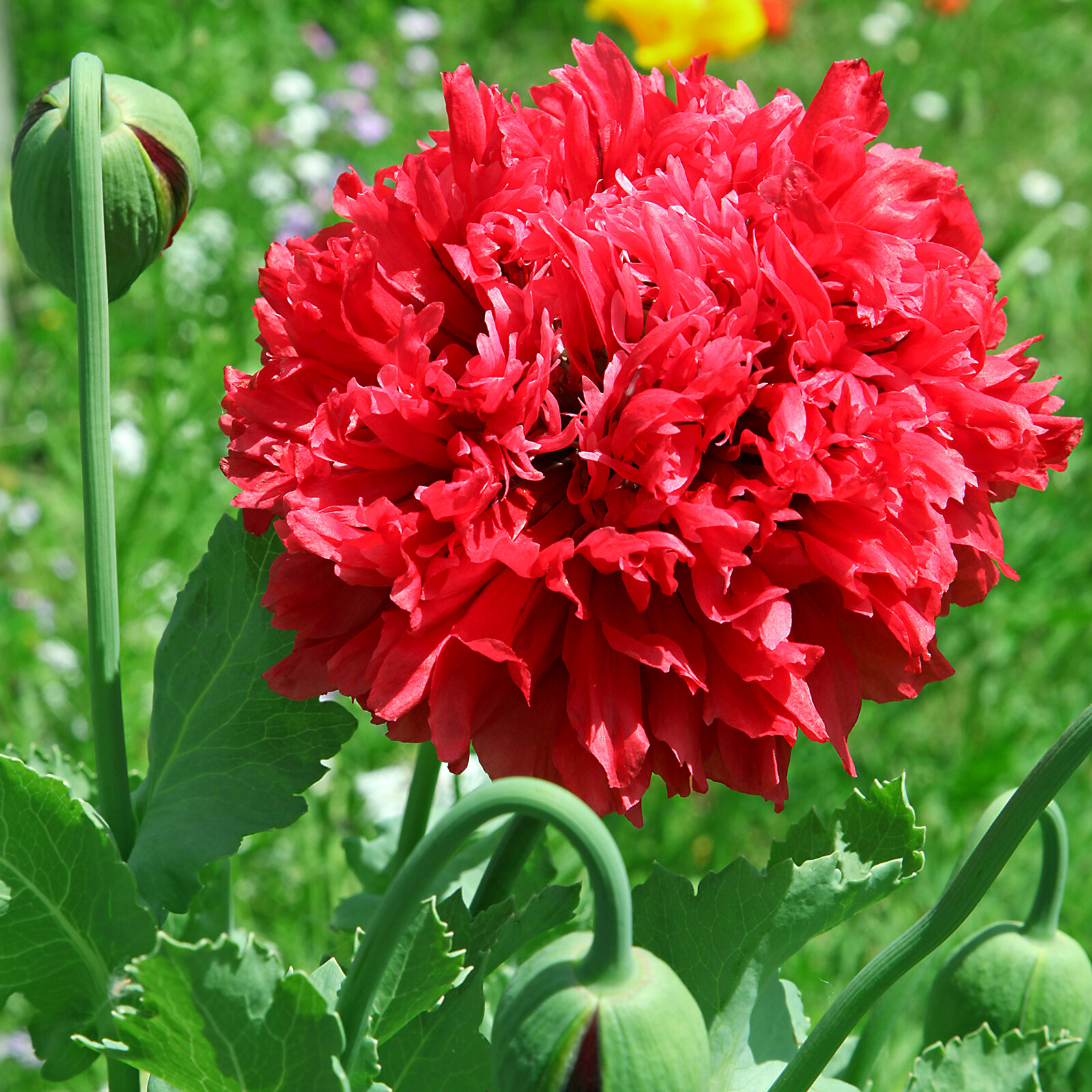 MOHN SCARLET PEONY ROT 200 Samen Papaver somniferum var. paeoniflorum