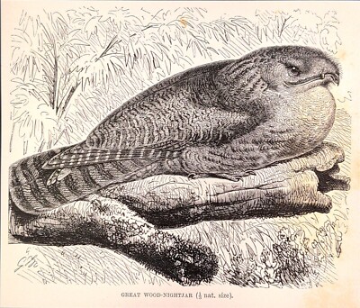Old Antique Victorian Era Vintage 1895 Great Wood-Nightjar Bird Print