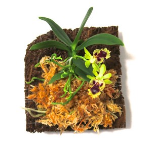 Blooming-Soon-Miniature-Orchid-Haraella-retrocalla-with-flower-spike