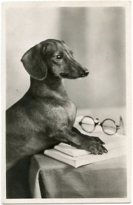 dachshund items on ebay