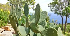 Pale di Fico D'india  8 Pale " Opuntia ficus".... BIO SENZA TRATTAMENTI
