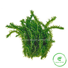 20x Egeria densa – Dichtblättrige Wasserpest Stängelpflanze Aquarium