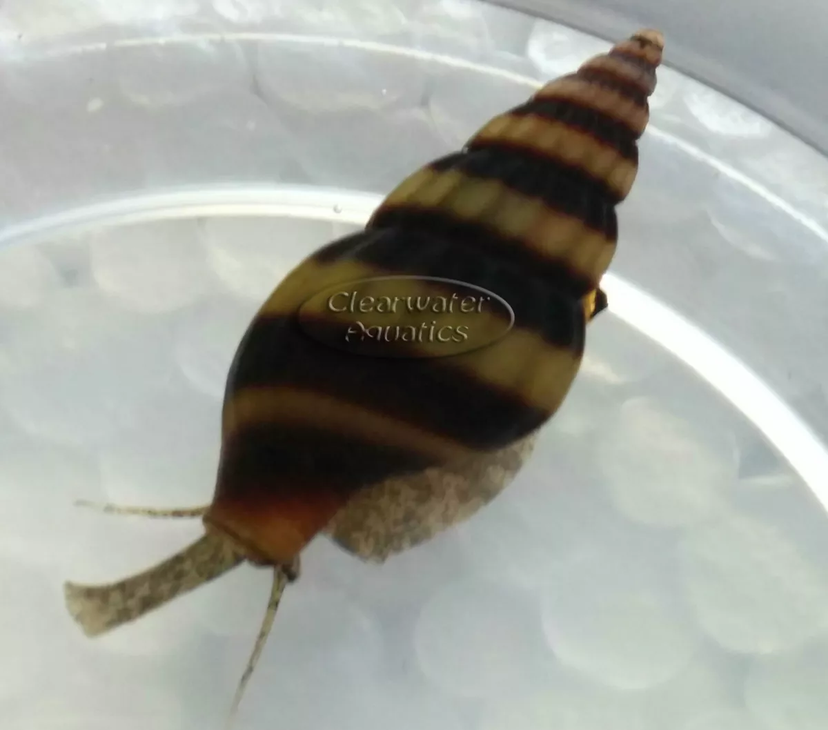 Assassin Snails: The Ultimate Anentome Helena Care Guide!