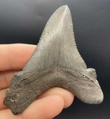 #ad Angustidens Shark Tooth 3” Collector Quality Specimen South Carolina $349.99