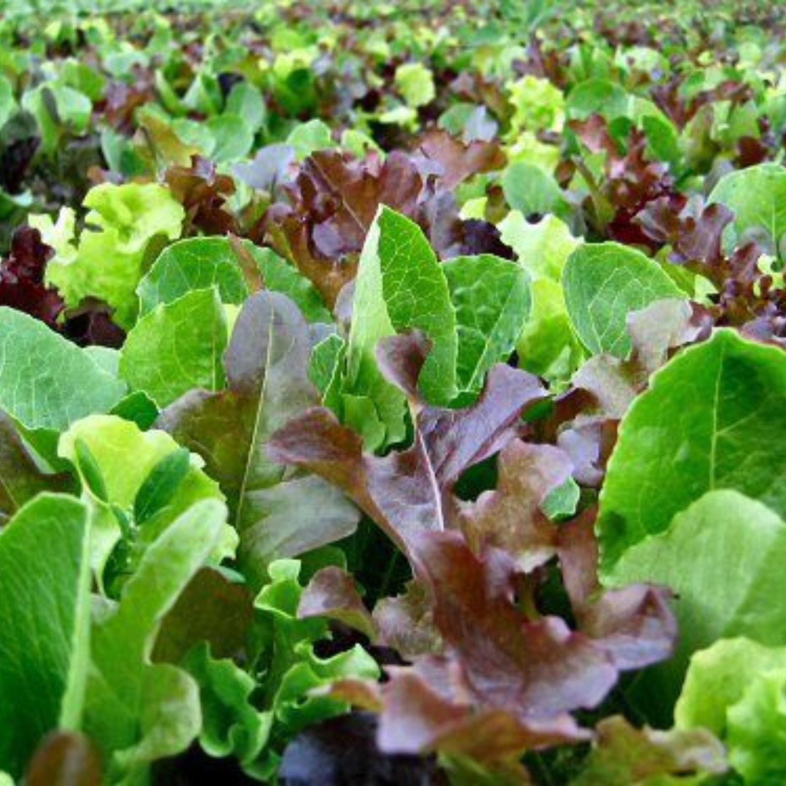 Mixed Lettuce Mesclun Seeds Cut & Come Again Salad Leaf Mix 1000 Seeds ...