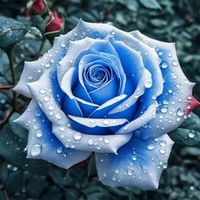 50pcs Rainbow Rose Flower seeds Home Garden Rare Flower Seeds Multi-Colors