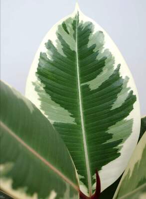Ficus elastica cv Tineke VARIEGATED -