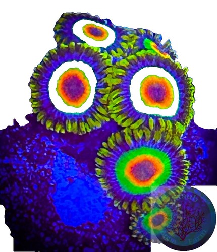 WYSIWYG] OG Salted Agave Paly Frag #1 Easy Softy Live Coral Zoanthids Zoa |  eBay