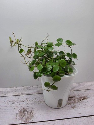heavenly HOYA Hoya peltata mini Hoya super RARE!!!