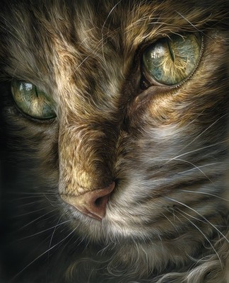Cat's Face Close Up   8x10 Photo Print