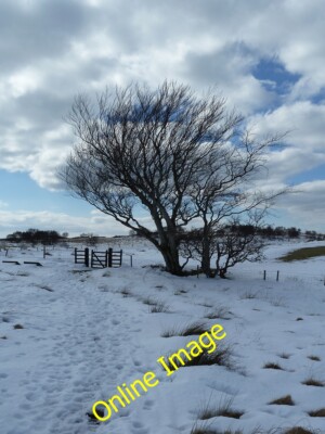 Photo 12x8 Hardy tree on Machrie Moor Tormore/NR8932 A tree near to the r c2013