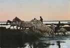 30 AIGUES MORTES CHEVAUCHEE EN CAMARGUE
