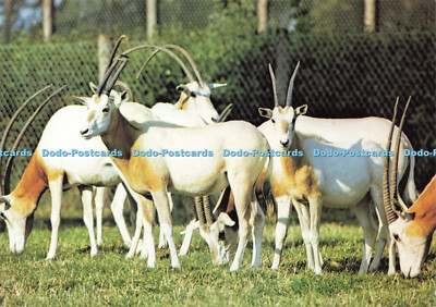 D175659 Hampshire. Die Herde des Krummsäbels gehörnten Oryx in Marwell. Zoologischer Park.
