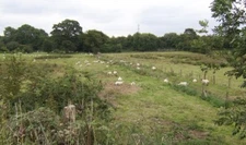 Photo 6x4 Sheep grazing by the Stoney Brook Grindley/SK0329 South of the c2007