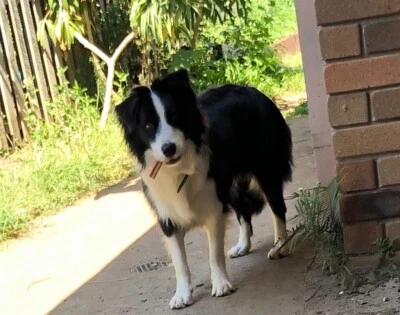 Long Hair Male Broder Collile Puppy Sale Dogs Puppies