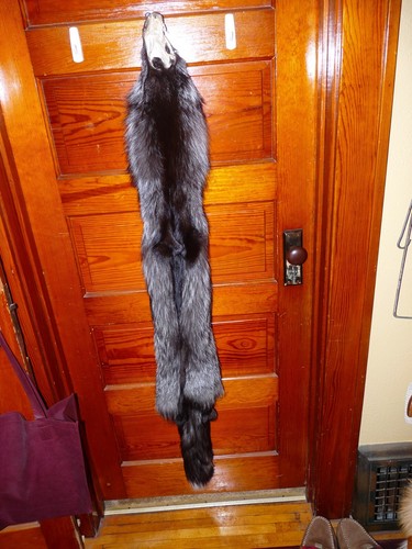 ENORME HERMOSO ZORRO PLATEADO bronceado piel piel piel piel taxidermia S5 hombre cabaña de troncos cueva - Imagen 4 de 4