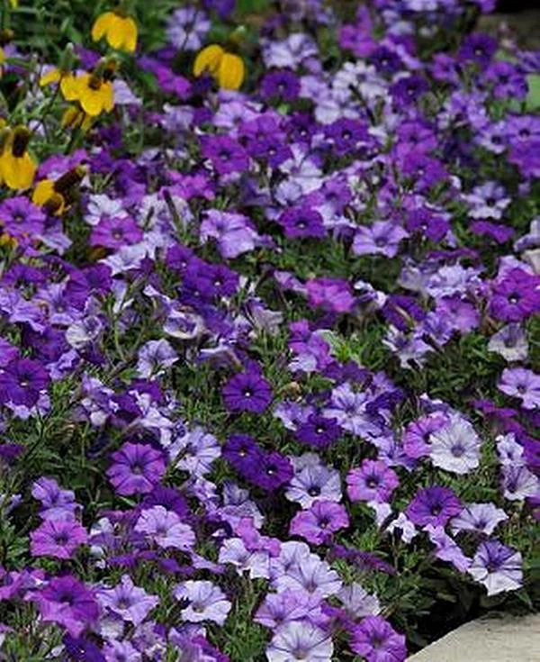Pase Seeds Petunia Shock Wave - Thumbnail 3