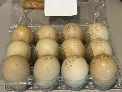 NPIP Certified F1 Olive Egger & Olive Egger Backcross Hatching Eggs   1 Dozen