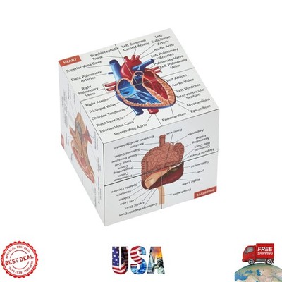 Fun Anatomy Study Cube - Interactive Learning Tool for Adults and Students