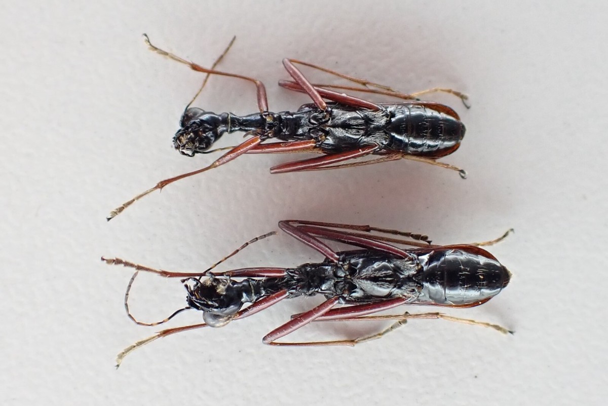 j93724. Insects, Cicindelidae sp. Vietnam North | eBay
