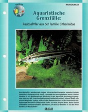Raubsalmler aus der Familie Citharinidae / Aquariuminfokarte
