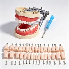 Kilgore Nissin 200 Type Dental Typodont 32Pcs Teeth Model Screw-in Replacement