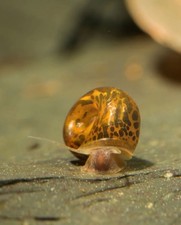 8 1 Leopard Ramshorn Snails  High Quality USA Bred. 2 FREE FLOATERS   