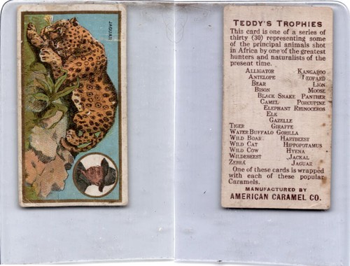 E27 American Caramel, Teddy's Trophies, 1920's, Jaguar - 第 1/1 張圖片