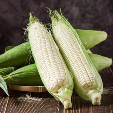 Boone County White Dent Sweet Corn Seeds, White Sweet Corn, Heirloom, FREE SHIP