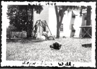 Vintage Photograph 1940 Australian Terrier Dog Puppy Pup Vermont Area Old Photo