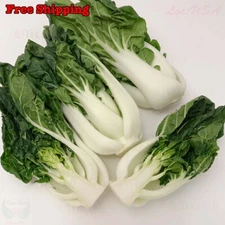 Pak Choi Cabbage Seeds - White Stem | Baby Bok Choy | NON-GMO, Vegetable Seeds