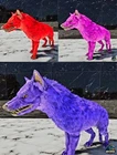 🦖ARK Survival Ascended Hyaenodon Top Stats PVE PS5/XBOX/PC