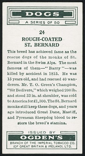 SAINT BERNARD OGDENS LTD 1936 DOG SERIES OLD CIGARETTE CARD #24 - Picture 2 of 2