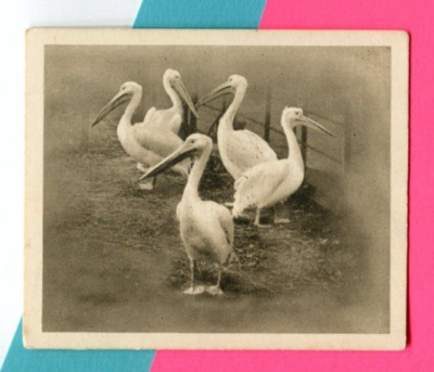 sunripe cigarette cards 1924 RJ HILL SUNRIPE CIGARETTES ZOOLOGICAL SERIES TOBACCO CARD #13 WHITE  PELICAN
