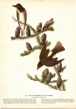 Audubon 1944 Vintage Bird #174 "Olive-Sided Flycatcher" Color Plate Lithograph