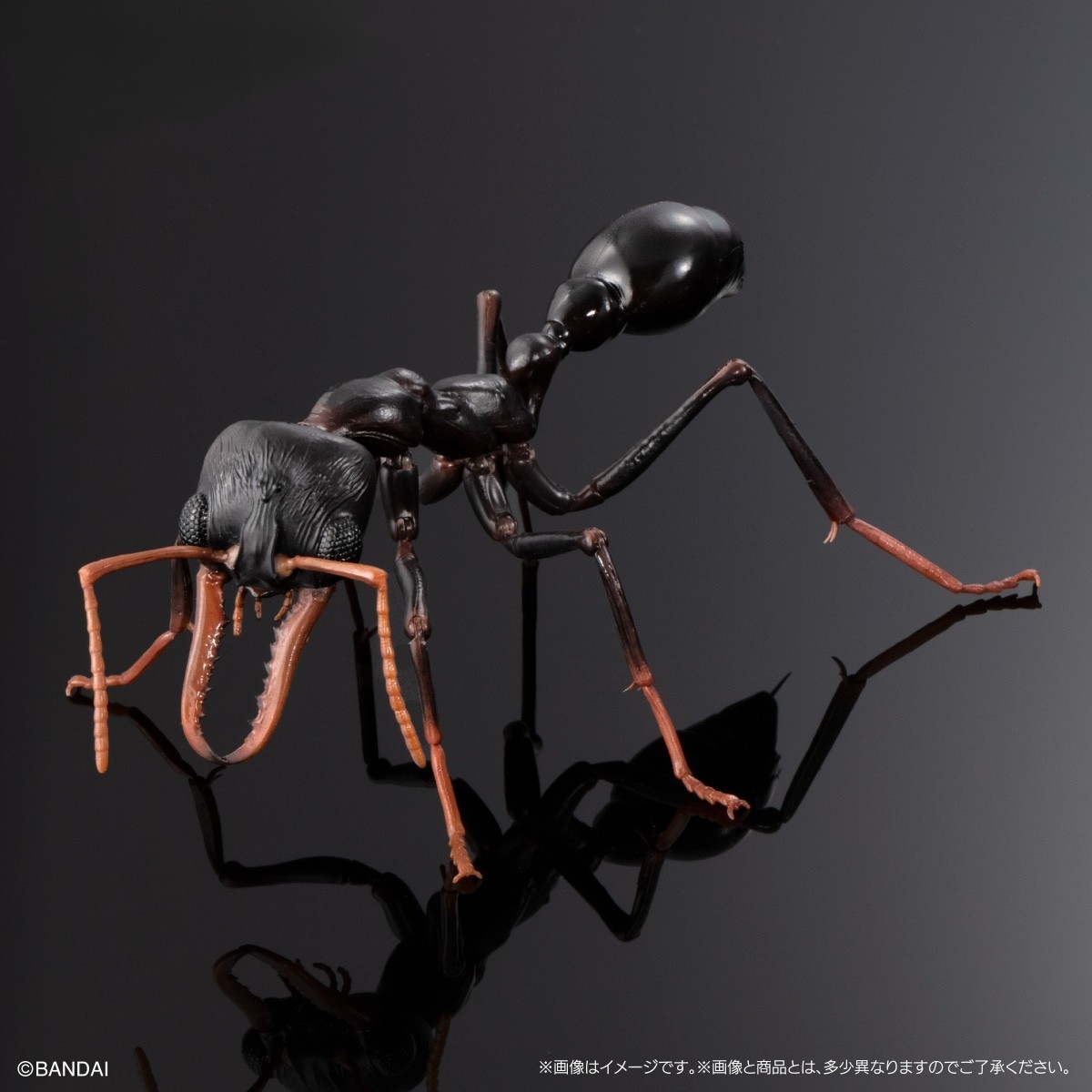 The Diversity of Life on Earth Advance Bulldog Ant Capsule